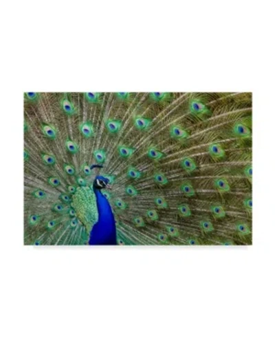 Trademark Global Galloimages Online 'peacock Proud' Canvas Art In Multi