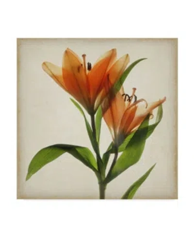 Trademark Global Judy Stalus Parchment Flowers X Canvas Art In Multi