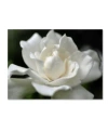 Trademark Global Kurt Shaffer 'lovely Gardenia' Canvas Art In Multi