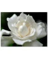 Trademark Global Kurt Shaffer 'lovely Gardenia' Canvas Art In No Color