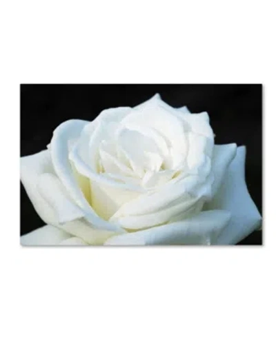 Trademark Global Kurt Shaffer 'white Rose Ii' Canvas Art In Multi