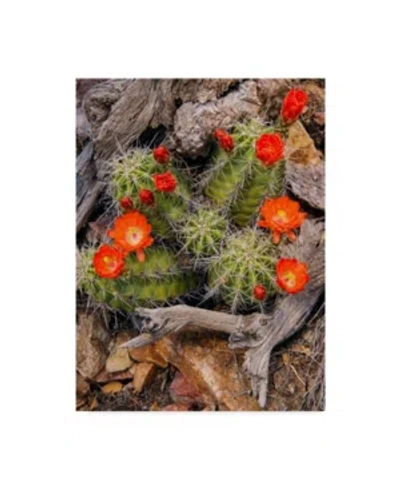 Trademark Global Michael Blanchette Photography 'claret Cup Cactus' Canvas Art In Multi