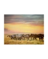 Trademark Global Ph Burchett Sunkissed Horses I Canvas Art In Multi