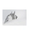 Trademark Global Photoinc Studio White Horse On White Canvas Art In Multi