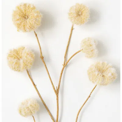 Transpac Sullivan's Dried Spray, Cream Dried Floral Stem For Crafting, Weddings, Home And Holiday De In Neutral