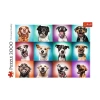 Trefl Puzzles - 2000 Piece Funny Dog Portraits Puzzle In Transparent