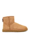 Ugg Biscuit Suede Classic Mini Ii Ankle Boots In Chestnut