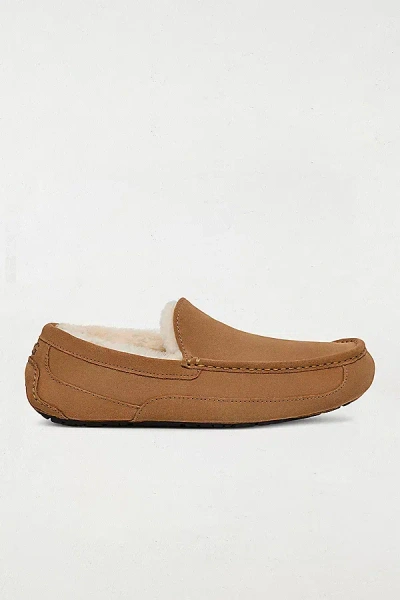 UGG MEN'S ASCOT SLIPPER IN CHESTNUT, MEN'S AT URBAN OUTFITTERS