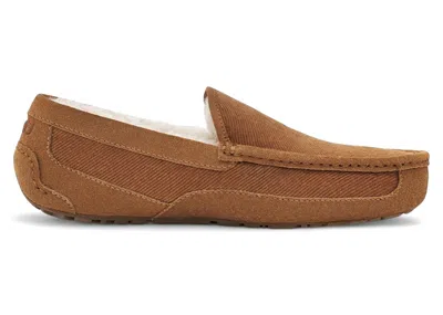 Pre-owned Ugg Men's  Ascot Corduroy Slipper Sneakers In Chestnut In Brown