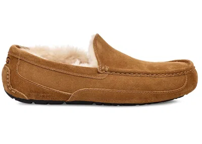 Pre-owned Ugg Men's  Ascot Slipper Sneakers In Chestnut In Brown