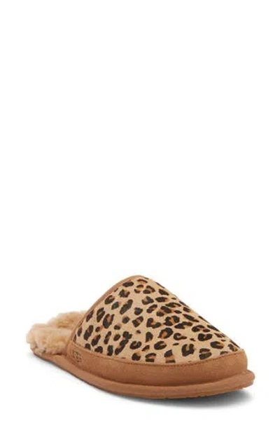 Ugg ® Pearle Genuine Calf Hair & Plush™ Scuff Slipper In Chestnut Chestnut
