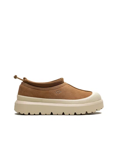 Ugg Tasman Weather Hybrid Chestnut Waterproof Suede Sneakers In Brown