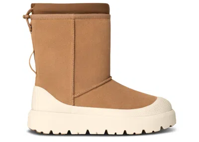 Ugg Classic Short Weather Hybrid Boot 'chestnut Whitecap' In Brown