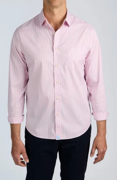 Untuckit Cottontek Performance Button-up Shirt In Pink