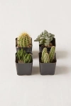 Urban Outfitters 2" Live Assorted Hardy Plant - Set Of 4 At  In Multi
