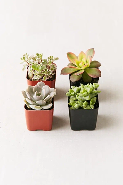 Urban Outfitters 2" Live Assorted Succulents - Set Of 4 In Assorted At