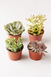 Urban Outfitters 4" Live Assorted Succulents - Set Of 4 In Assorted