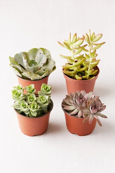 Urban Outfitters 4" Live Assorted Succulents - Set Of 4