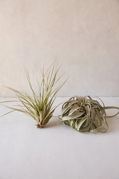 Urban Outfitters Giant Live Air Plant In Multi