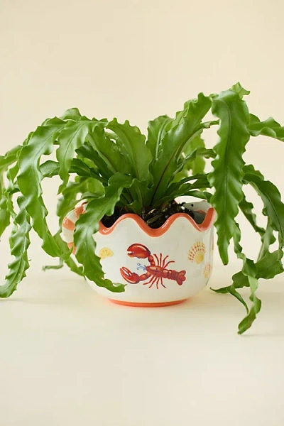 Urban Outfitters Lobster Dinner Scalloped Ceramic Planter In Red At  In Green