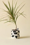 Urban Outfitters Moo Peeking Cow Ceramic Planter In Black/white At