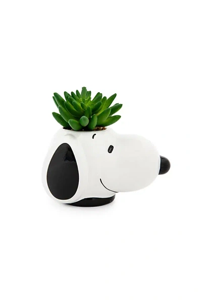 Urban Outfitters Peanuts Snoopy Succulent Planter In White At