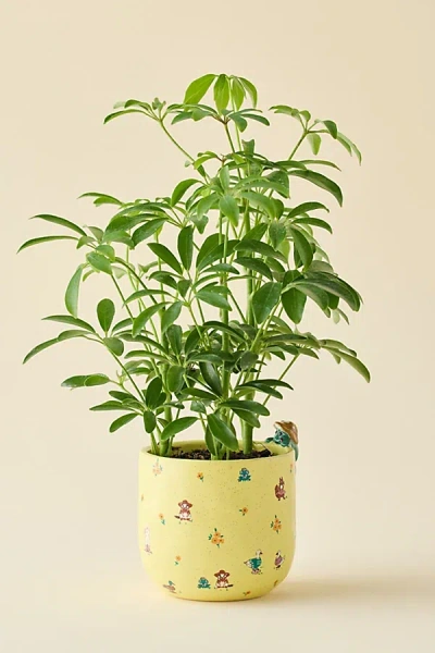 Urban Outfitters Peeking Animal Stone Planter In New Frog At  In Yellow