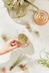 Urban Outfitters Small Live Assorted Air Plant - Set Of 12 In Multi