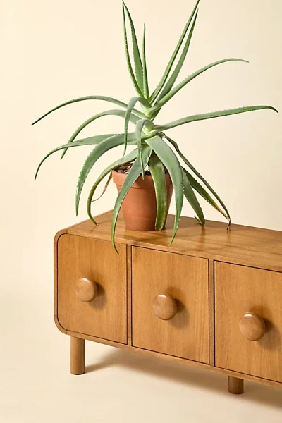Urban Outfitters Tabitha Media Cabinet In Acorn At