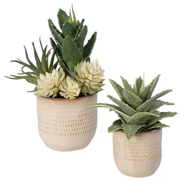 Uttermost 2-piece Seaside Succulents