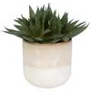 Uttermost Doha Succulent Accent