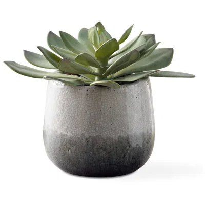 Uttermost Dudleya 10" Wide Indoor-outdoor Succulent