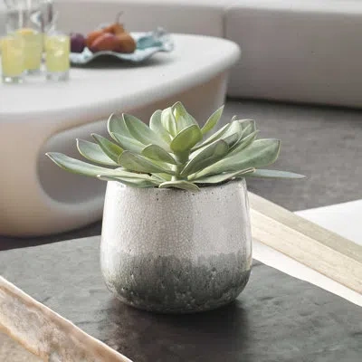 Uttermost Dudleya Gray Outdoor Succulent In Green