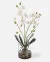 Uttermost Glory Orchid In White