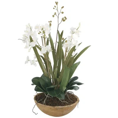 Uttermost Moth Orchid Desk Top Plant In Pot In Whites