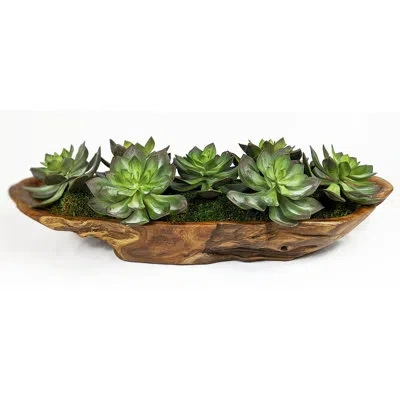 Uttermost Yuma 7 - Piece Preserved Succulent In Green