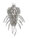 Valentino Rhinestone Lobster Brooch In Metallic
