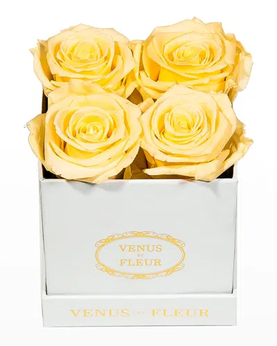 Venus Et Fleur Classic Petite Square Rose Box In Champagne