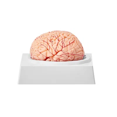 Vevor Human Brain Model Anatomy, 1:1 Life-size 9-part Human Brain Anatomical Model With Labels & Display B