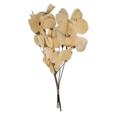 Vickerman 0.25 Plant In Brown