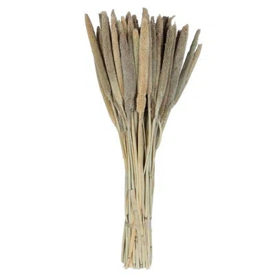 Vickerman 1 Plant In Cream