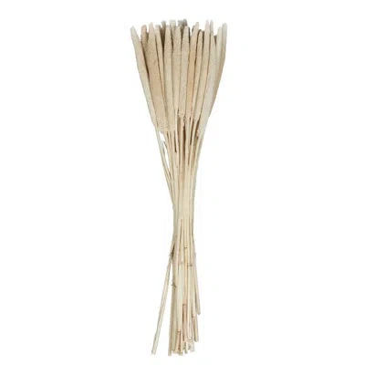 Vickerman 1 Plant In Cream