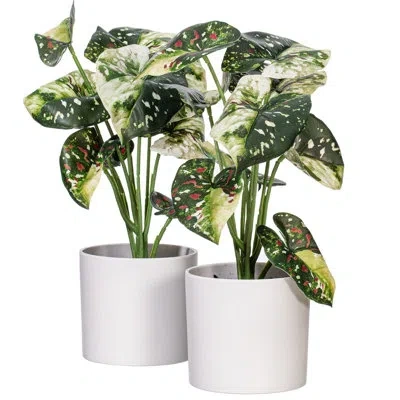 Vickerman 11.5 Plant In Green