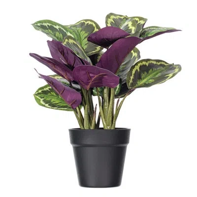 Vickerman 16.1 Plant In Purple