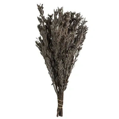 Vickerman 18-20" Pubescens Bundle, Preserved 5oz 18 Plant In White