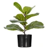 Vickerman 18.5 Plant In Green