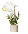 Vickerman 19" Artificial White Deluxe Potted Cycnoches Orchid. In White