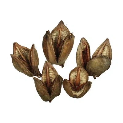 Vickerman 2'' Plant In Brown
