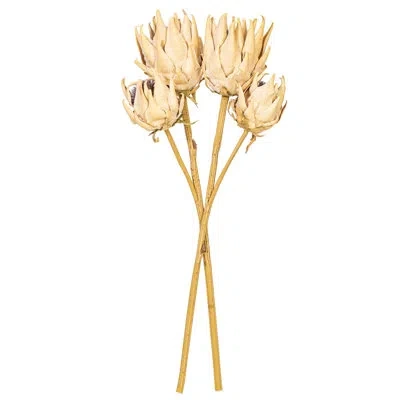 Vickerman 26 Plant In Cream