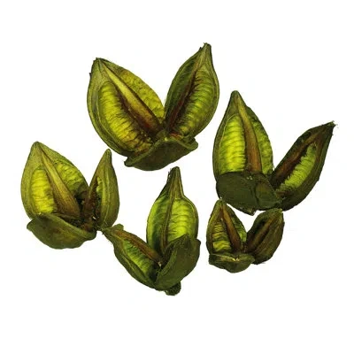Vickerman 3"-4" Sora Pods, Dried Bulk Case In Green